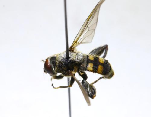 Chalcosyrphus nemorum